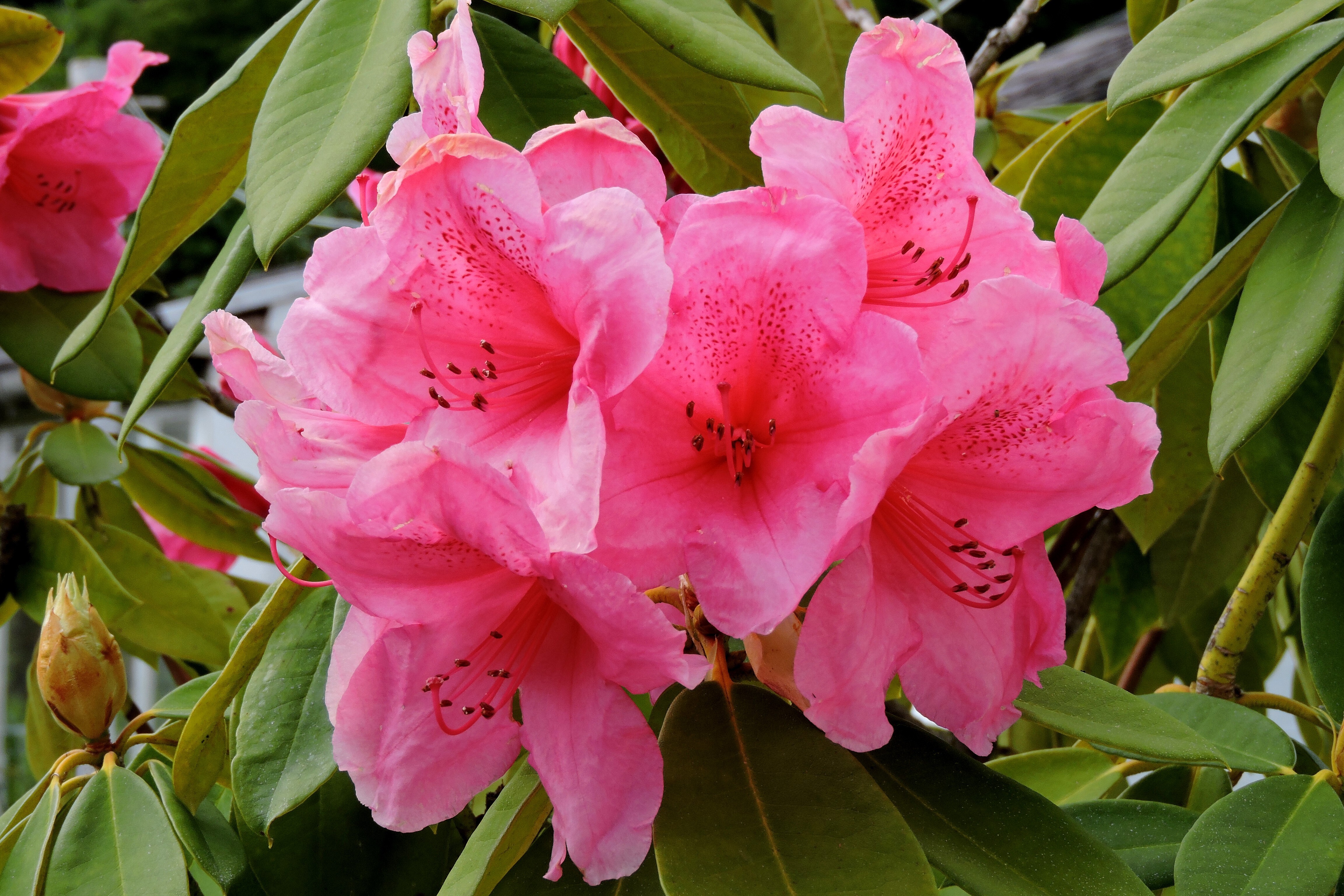 MRS K RHODODENDRON Bill Bagley Photography